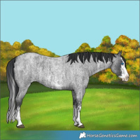 Horse Color:Blue Roan Sabino Splash  and Blue Roan Sabino Splash Rabicano 