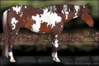 Horse Color:White Spotted Chocolate Brown