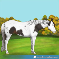 Horse Color:Liver Chestnut Splash Tobiano 