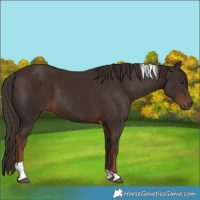 Horse Color:Liver Chestnut Tobiano 