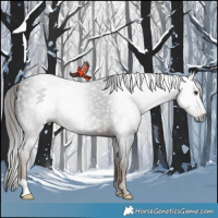 Horse Color:Gray Liver Chestnut 