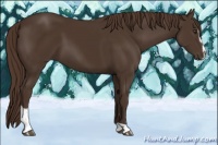 Horse Color:Liver Chestnut Sabino 