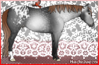 Horse Color:Gray Liver Chestnut Appaloosa