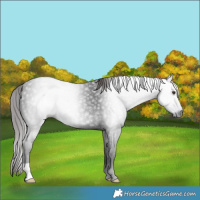 Horse Color:Gray Liver Chestnut