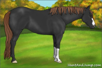 Horse Color:Gray Liver Chestnut 