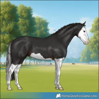 Horse Color:Liver Chestnut Splash 