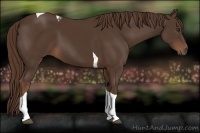 Horse Color:Liver Chestnut Tobiano