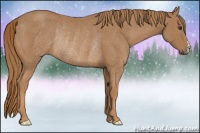 Horse Color:Chestnut Rabicano 