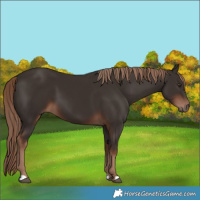 Horse Color:Liver Chestnut 