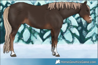 Horse Color:Liver Chestnut 