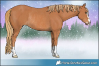 Horse Color:Chestnut Rabicano 