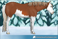 Horse Color:Chestnut Splash 