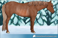 Horse Color:Chestnut Rabicano 