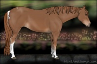 Horse Color:Chestnut Tobiano