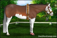 Horse Color:Bay Splash 