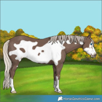 Horse Color:Silver Black Frame 