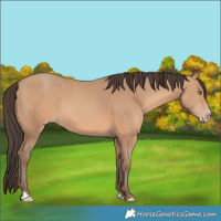 Horse Color:Amber Champagne 