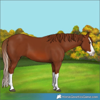 Horse Color:Chestnut Splash