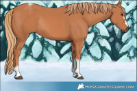 Horse Color:Chestnut Tobiano Rabicano