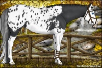 Horse Color:Black Splash Appaloosa 