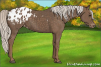 Horse Color:Silver Black Appaloosa 