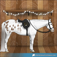 Horse Color:Liver Red Dun Appaloosa Brindle 