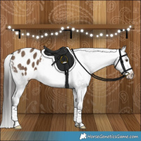 Horse Color:Liver Red Dun Appaloosa Brindle 