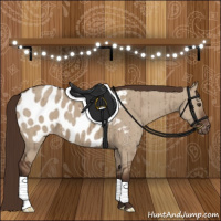 Horse Color:Liver Red Dun Appaloosa Brindle