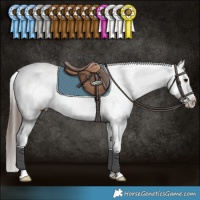 Horse Color:Brown Dun Appaloosa Brindle 