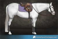 Horse Color:Brown Dun Appaloosa Brindle 