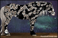 Horse Color:White Spotted Chocolate Palomino Sabino Appaloosa Rabicano