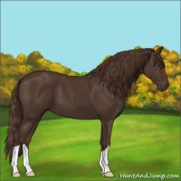 Horse Color:Liver Chestnut 