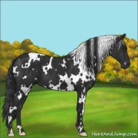 Horse Color:White Spotted Liver Chestnut 