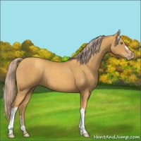 Horse Color:Gold Cream Champagne 