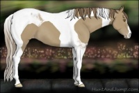 Horse Color:Classic Cream Champagne Tobiano Appaloosa