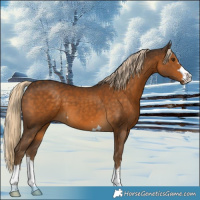 Horse Color:Chocolate Palomino 