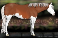 Horse Color:Silver Bay Splash 