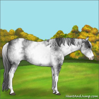 Horse Color:White Spotted Black
