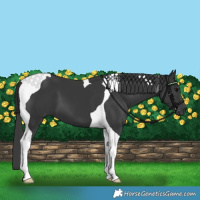 Horse Color:Black Tobiano 
