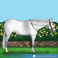 Horse Color:Gray Smoky Black 