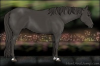 Horse Color:Smoky Black 