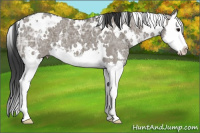 Horse Color:White Spotted Grullo Ice Splash