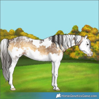 Horse Color:White Spotted Buckskin Ice Onyx Splash 