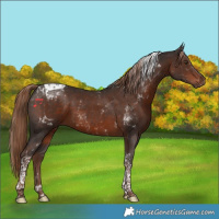 Horse Color:Liver Chestnut Tobiano 