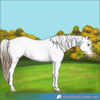 Horse Color:Buckskin Onyx Appaloosa 