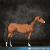 Horse Color:Bay Rabicano 