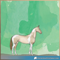 Horse Color:Smoky Grullo Pearl Tobiano 