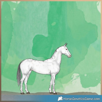 Horse Color:White Spotted Brown Onyx Sabino Appaloosa Brindle 