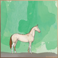 Horse Color:White Spotted Buckskin Pearl Dun 