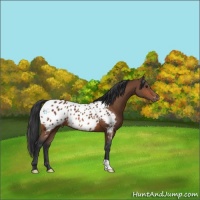 Horse Color:Bay Appaloosa 